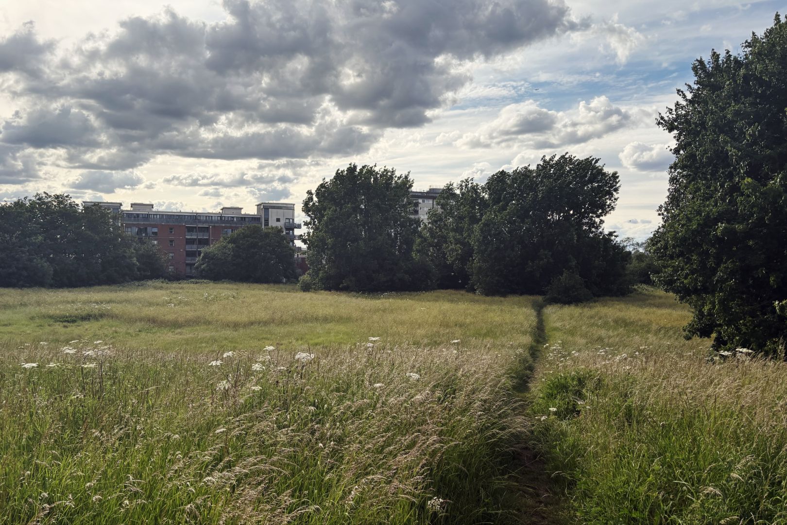 An open field of knee-length grass; at one side, a narrow path trodden through it leads off to the distance. At the end of the path is a cluster of trees, and there’s another larger tree just to the right of the frame, as well as some further away to the left. Behind the trees are some blocks of flats. There’s blue sky to one side, and slightly ominous-looking clouds on the other.