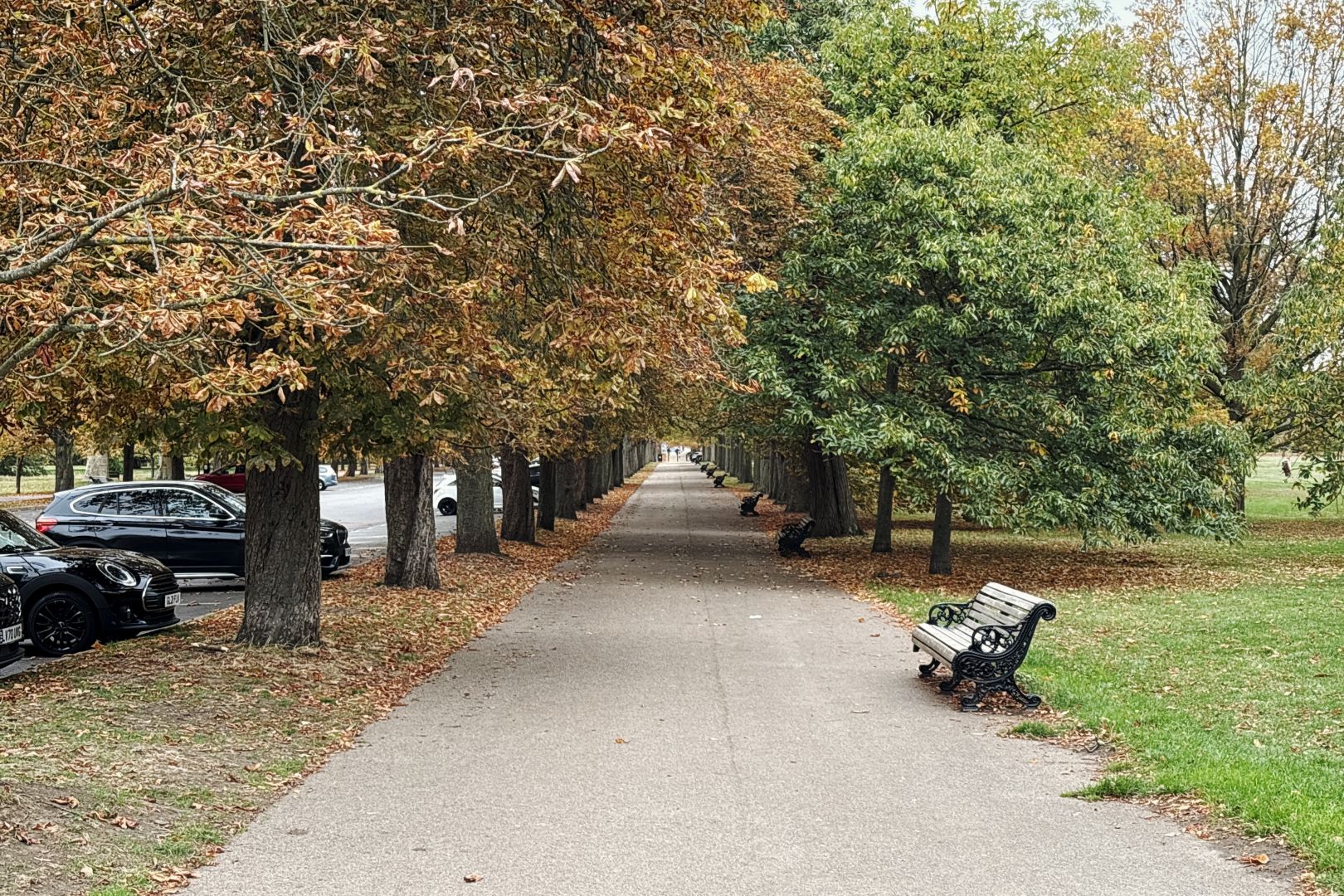 An avenue of trees, mostly horse chestnuts, disappearing into the distance. On the left hand side, they’re turning brown already. On the right hand side, there’s a small gap in the trees, so that the closest tree on that side is on the middle distance, one or two tree-spans further down than the closest on the left. That closest tree on the right is a little smaller than the others and still green — maybe a different species, but it’s hard to tell from this distance. On the right hand side of the path are benches for sitting on, with their backs to the trees on that side. On the left, beyond the trees on that side, are some parked cars.
